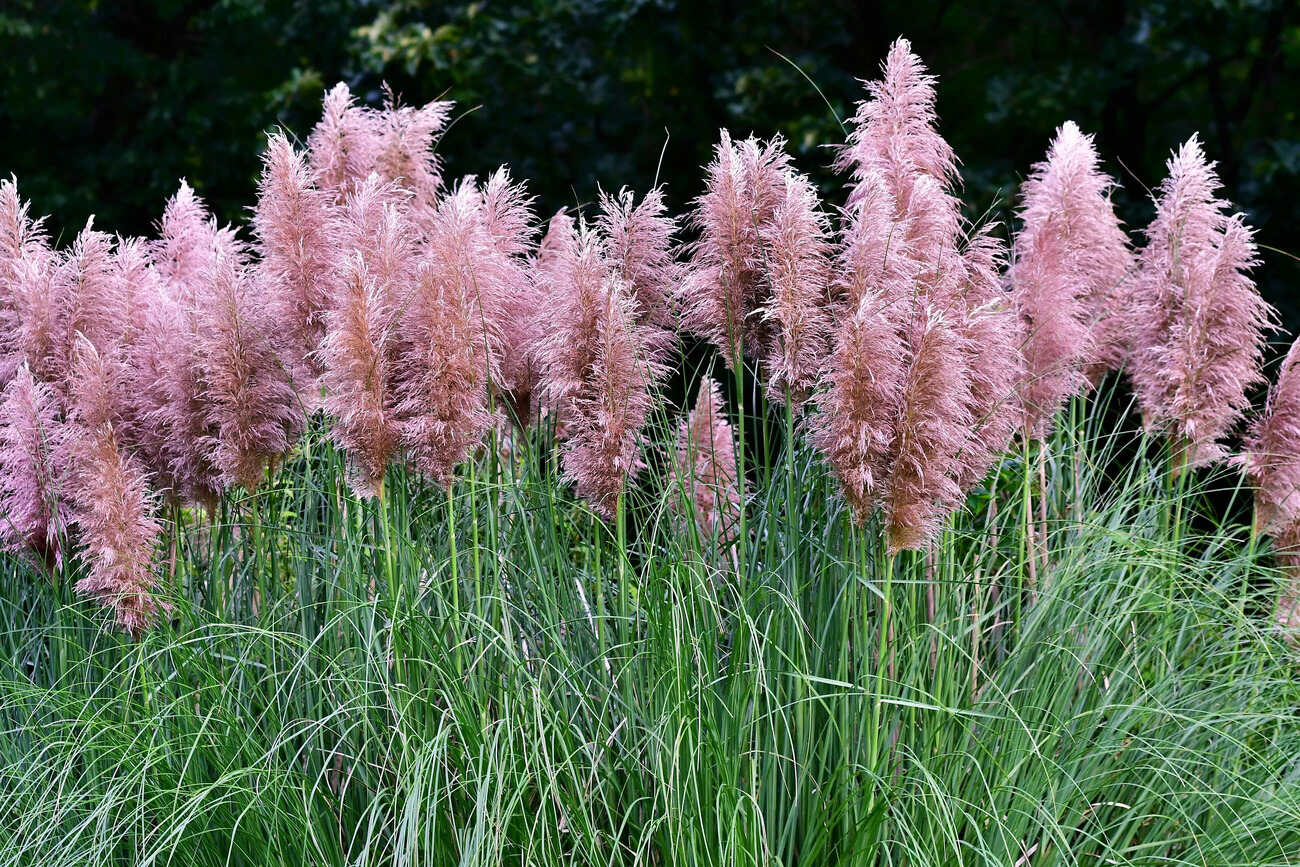 Pampas grass, Drought-tolerant, Ornamental, Invasive