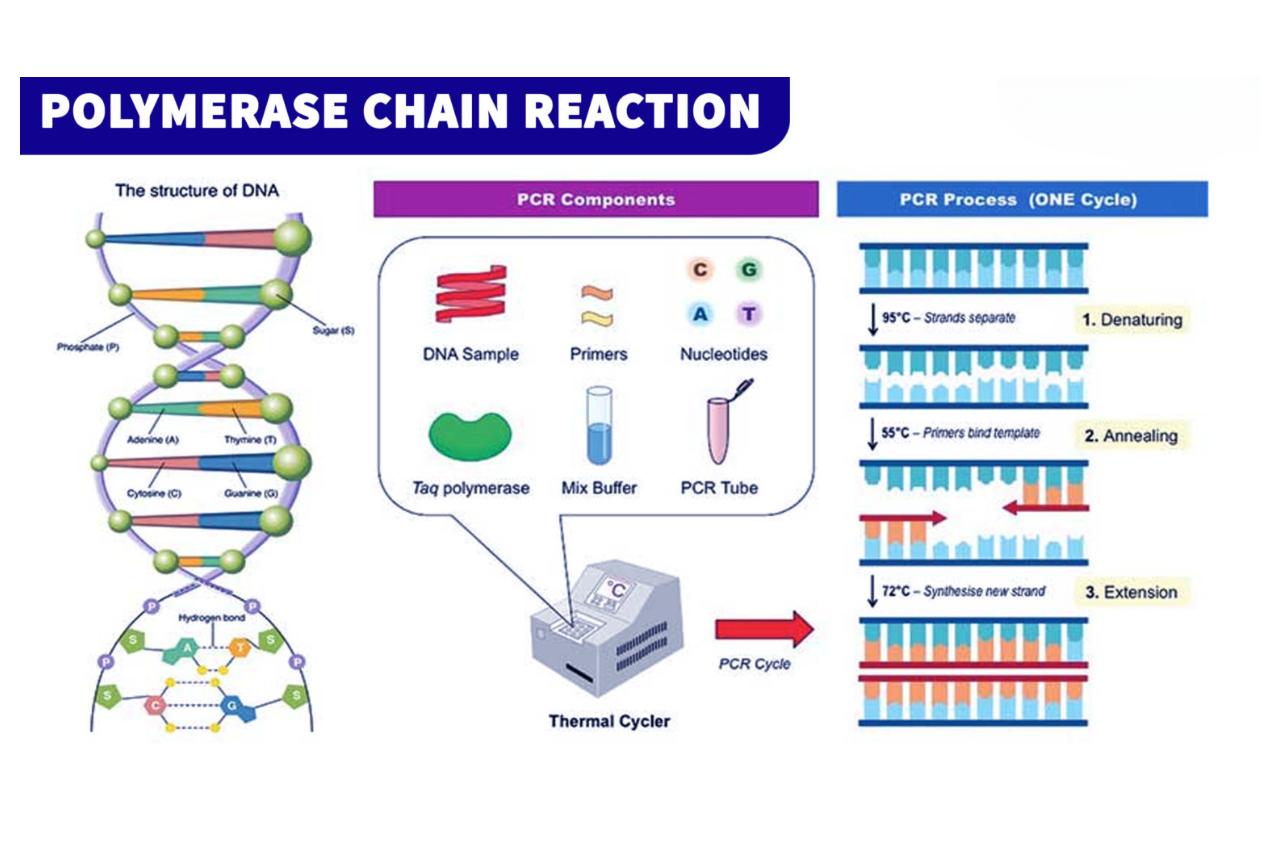 17 Astonishing Facts About Polymerase Chain Reaction (PCR) - Facts.net