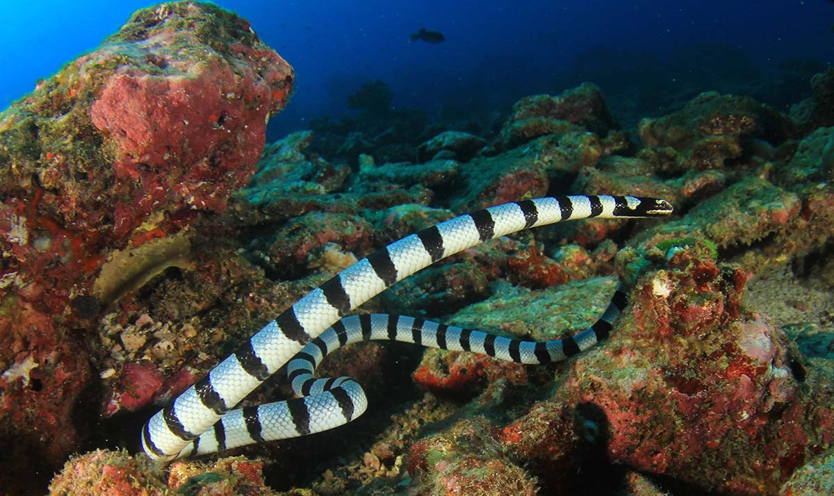 17-astounding-facts-about-black-banded-sea-snake