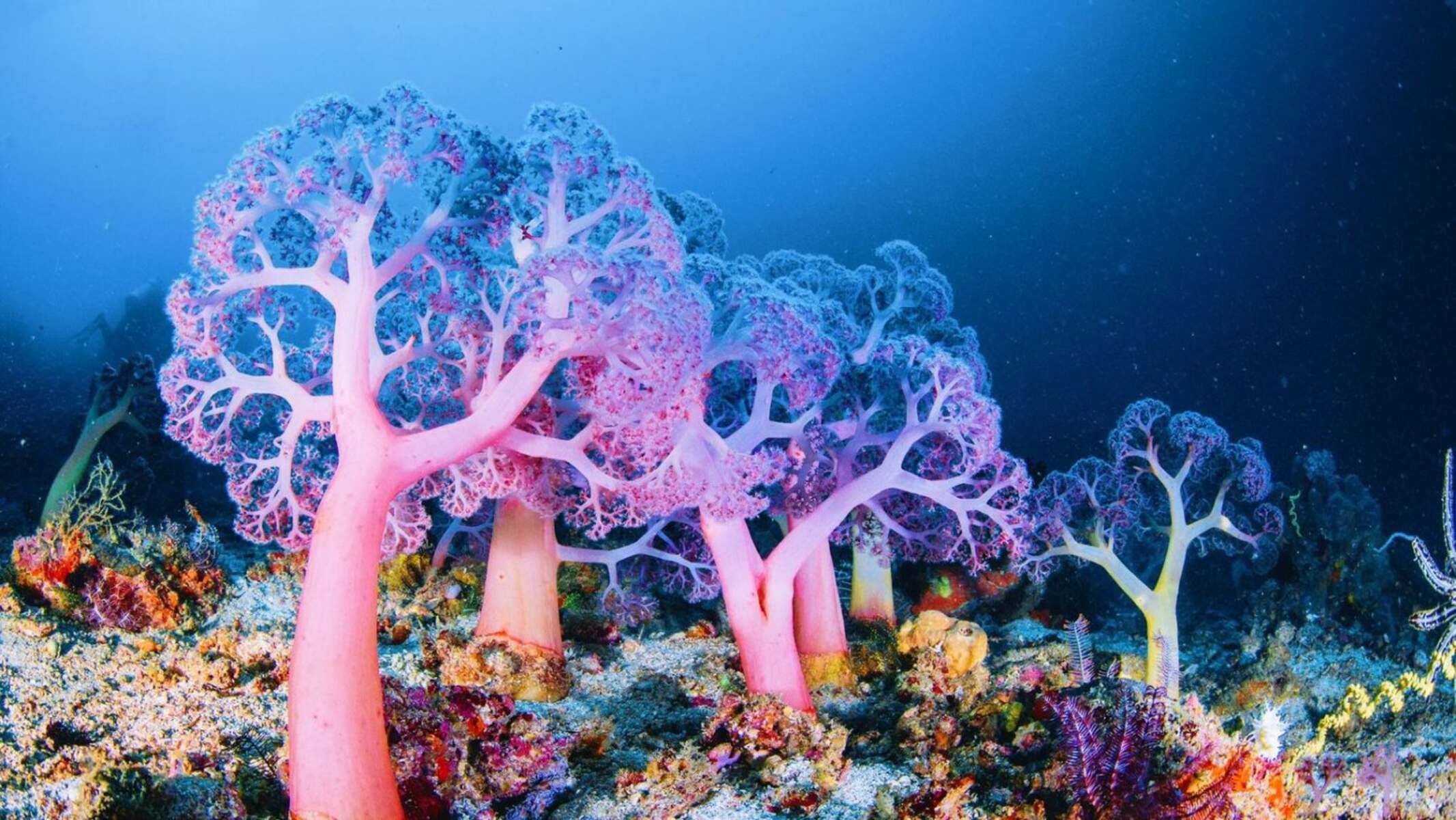17-astounding-facts-about-coral-sea-reefs