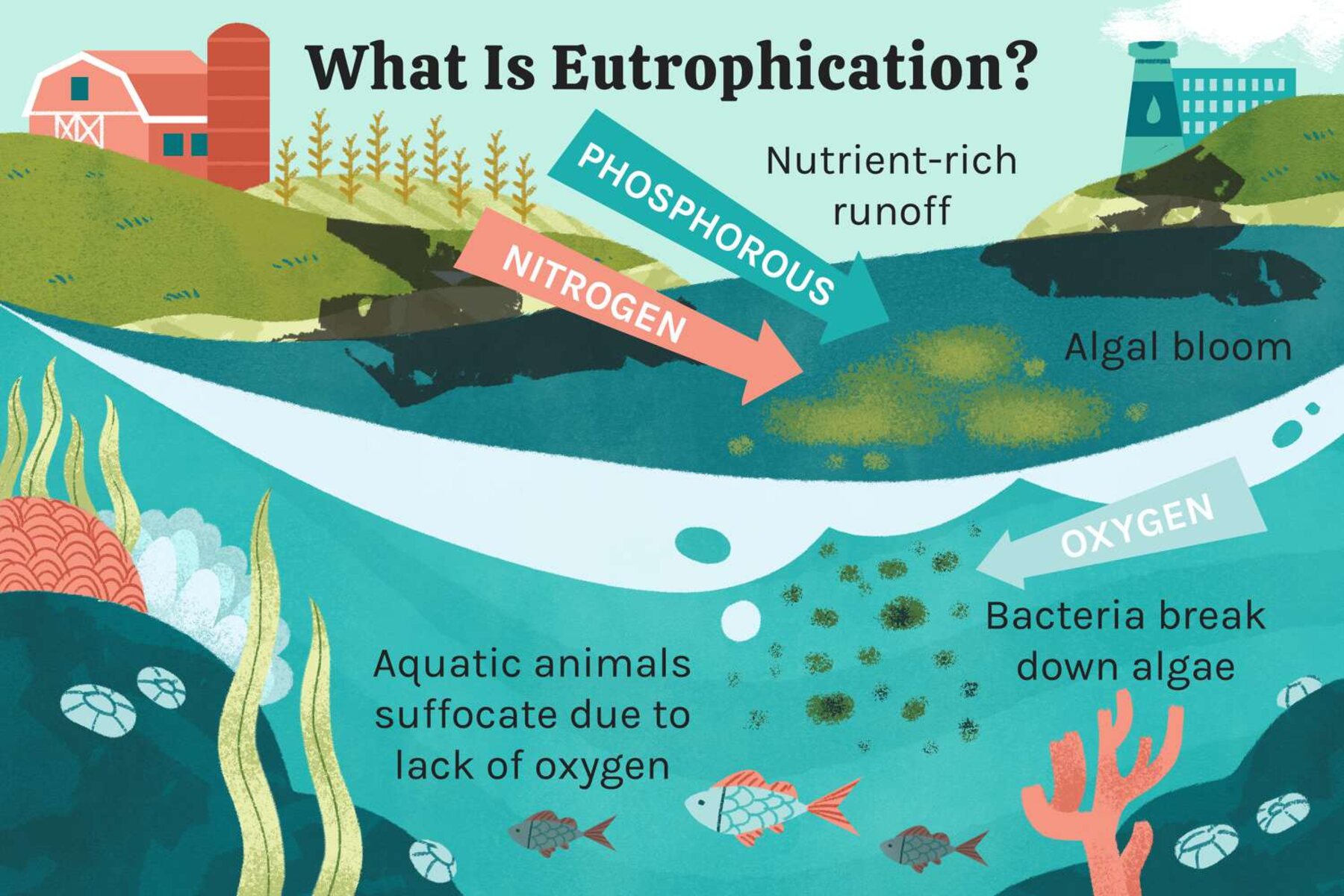 cultural eutrophication diagram