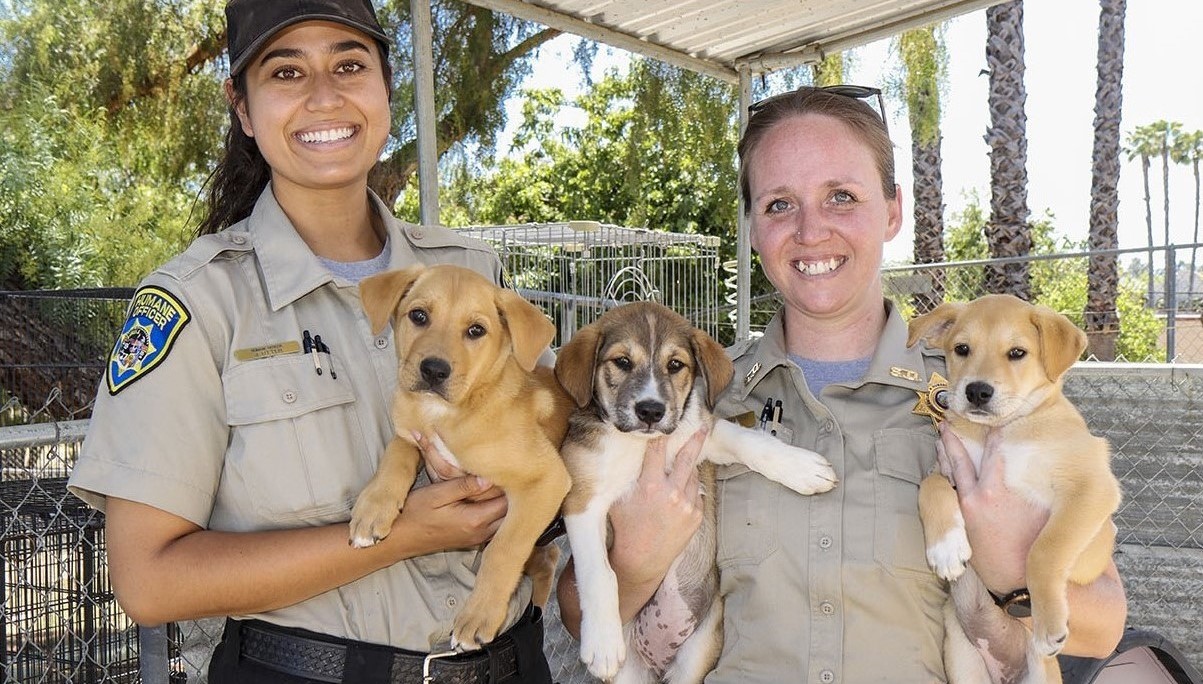 17-captivating-facts-about-animal-control-officer