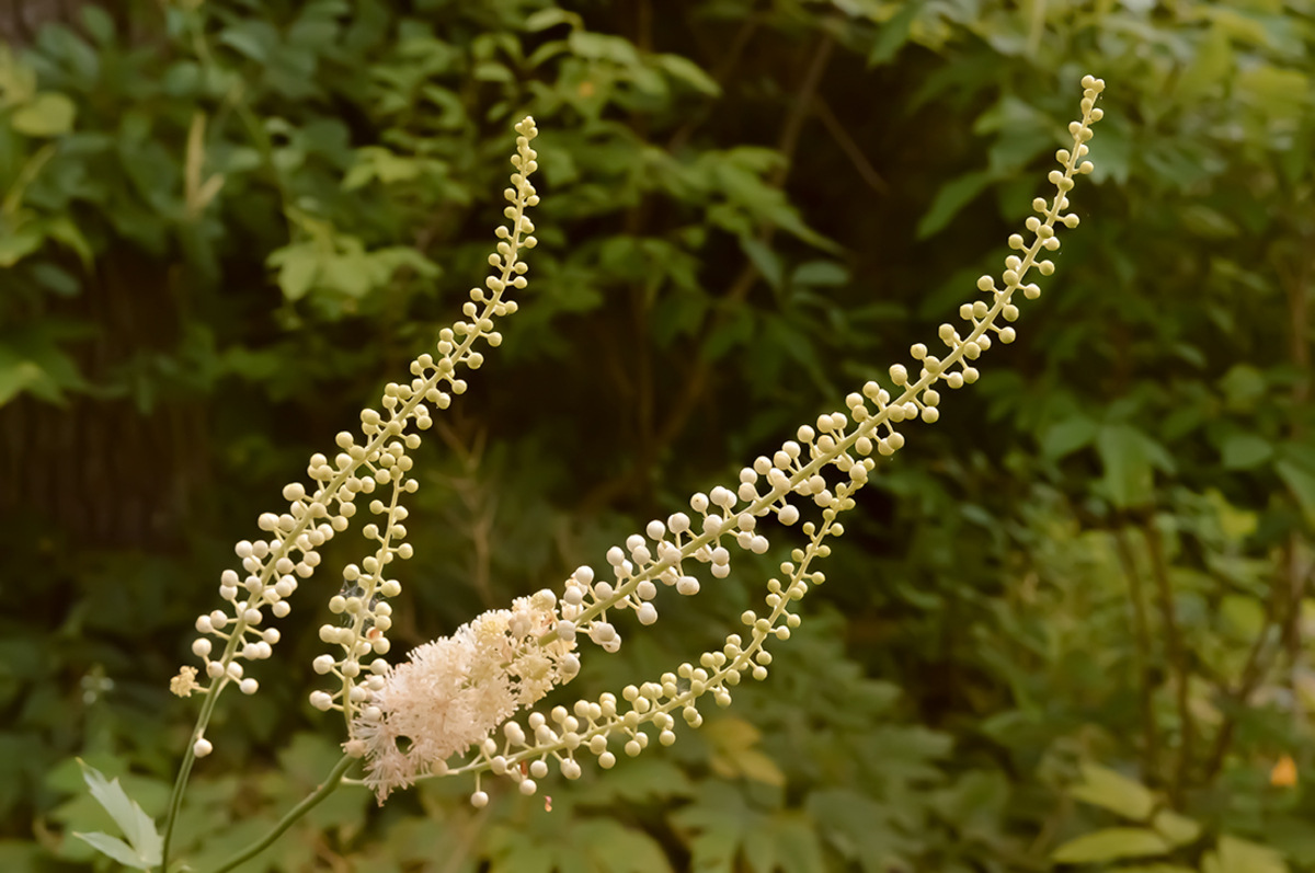 17-captivating-facts-about-bugbane