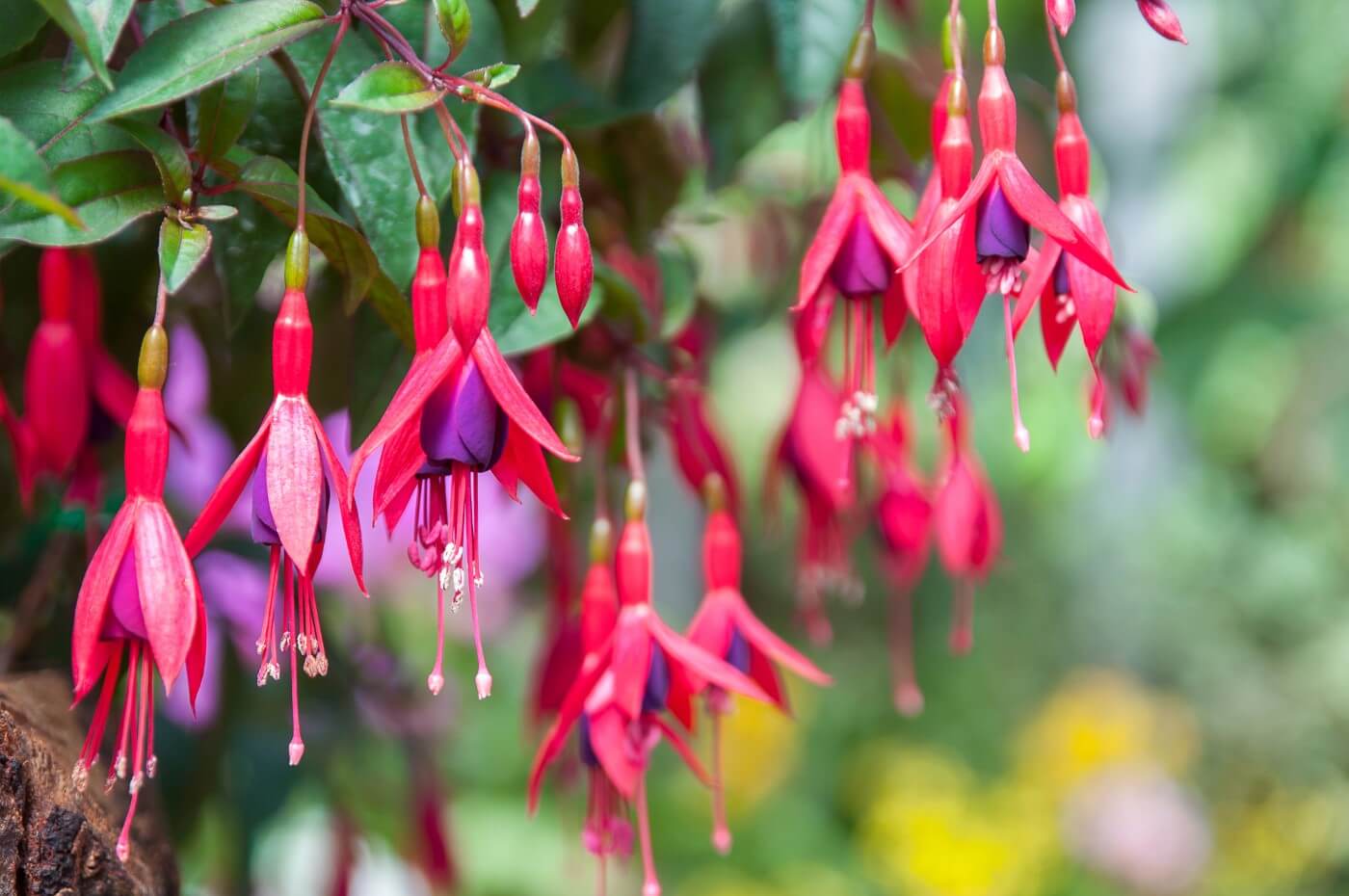 17-captivating-facts-about-fuchsia