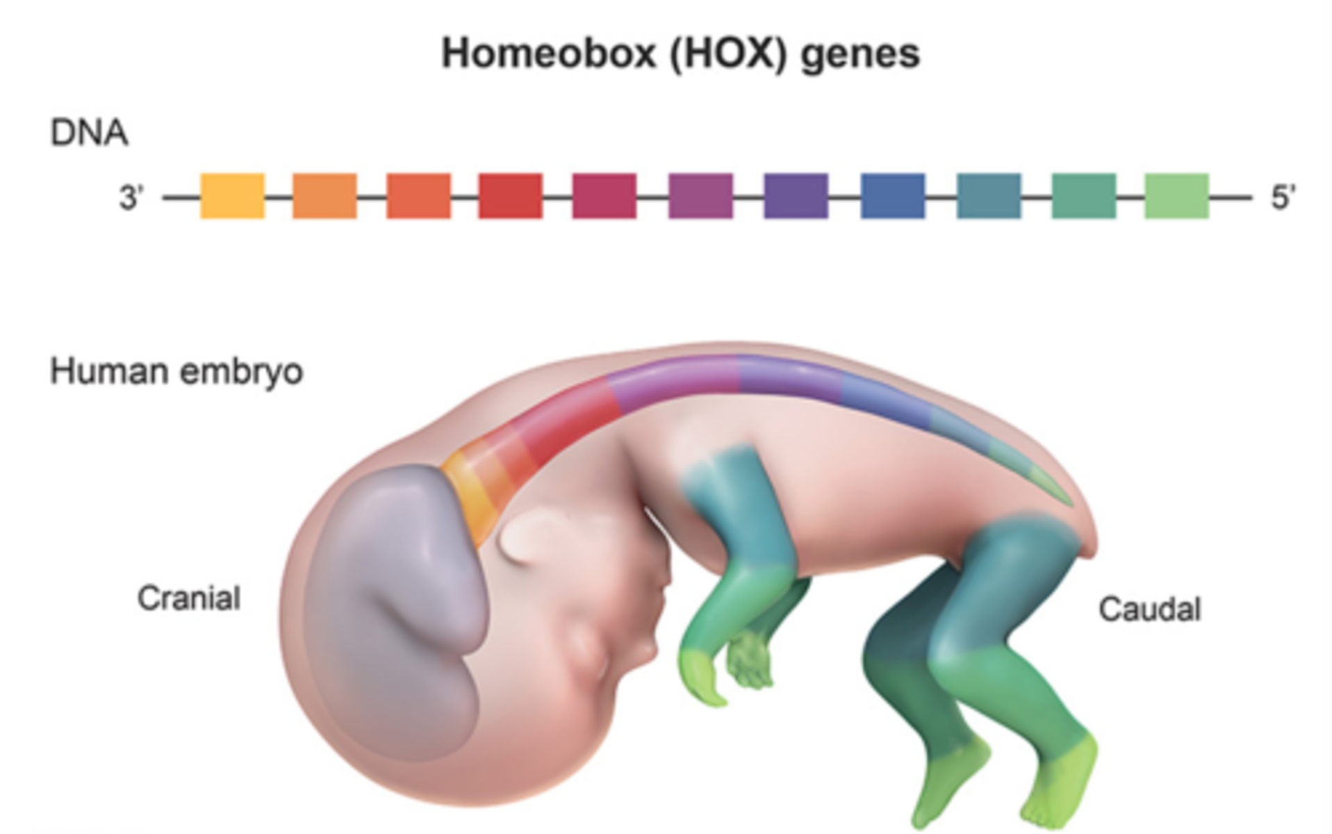 homeotic genes
