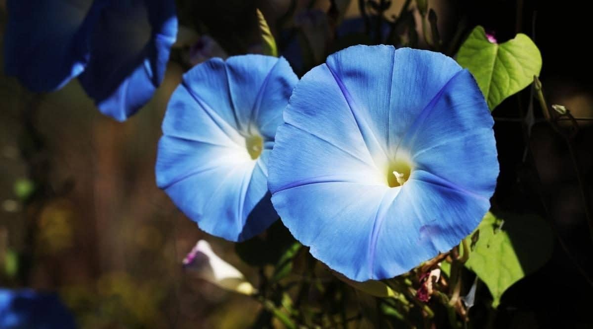 17-captivating-facts-about-morning-glory