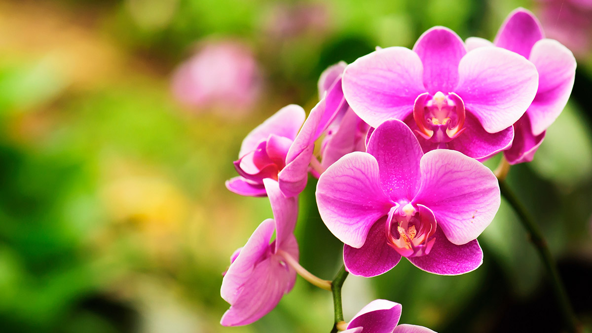 17-captivating-facts-about-orchid