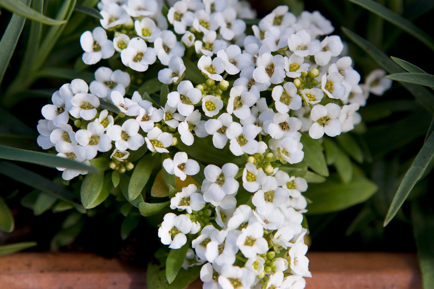 17-captivating-facts-about-sweet-alyssum