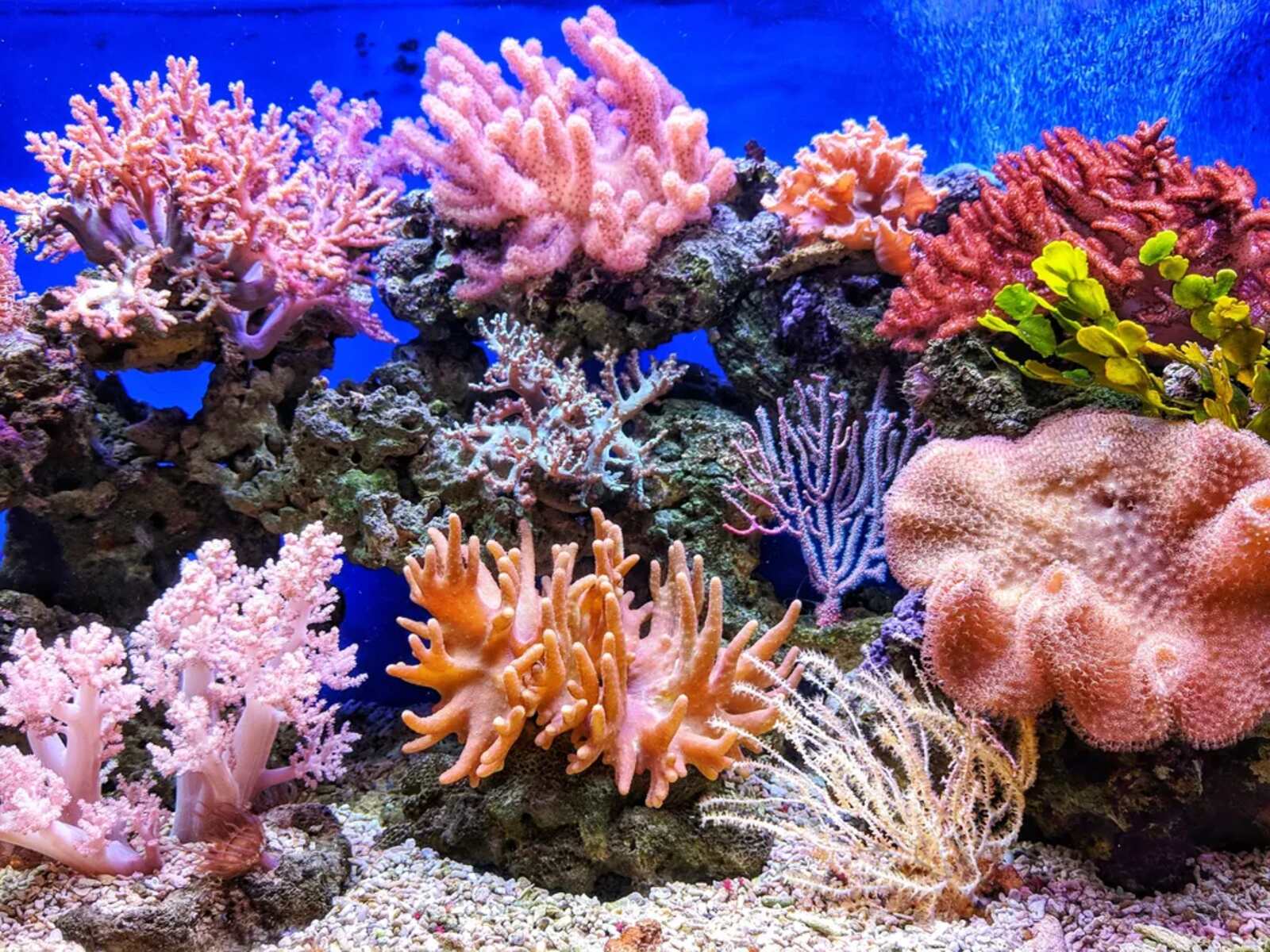 17-enigmatic-facts-about-biscayne-bay-coral-reefs