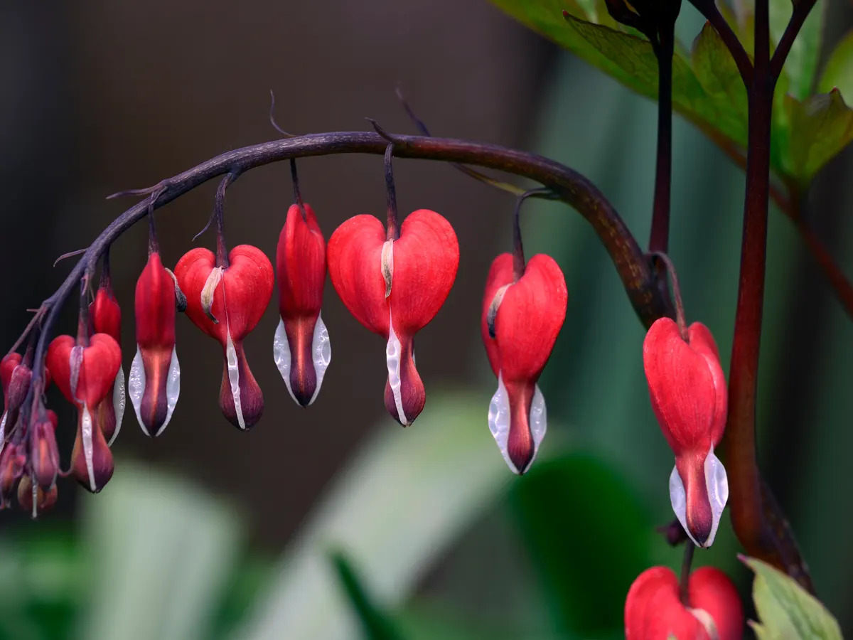 17-enigmatic-facts-about-bleeding-heart