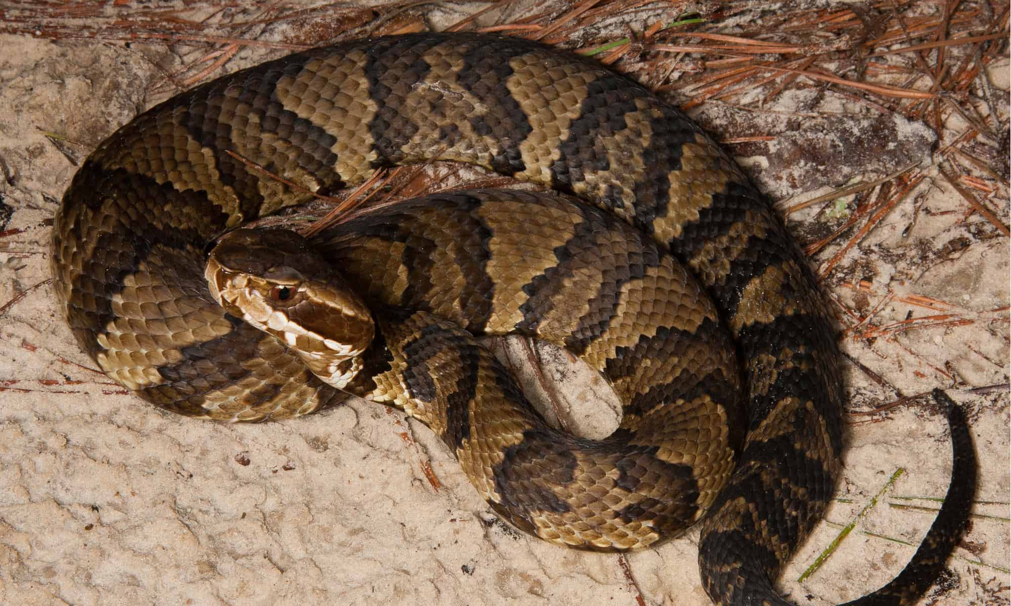 17-enigmatic-facts-about-florida-cottonmouth