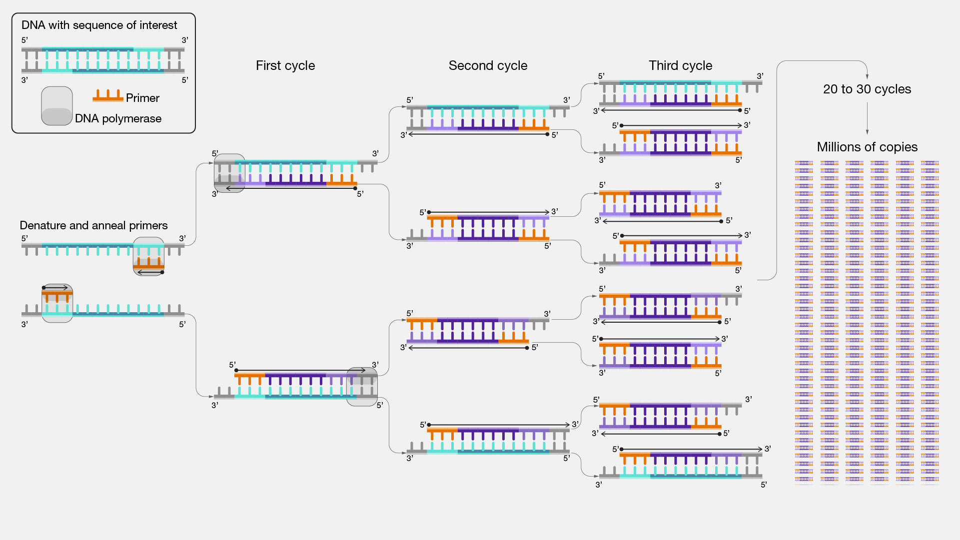 17-enigmatic-facts-about-pcr-polymerase-chain-reaction