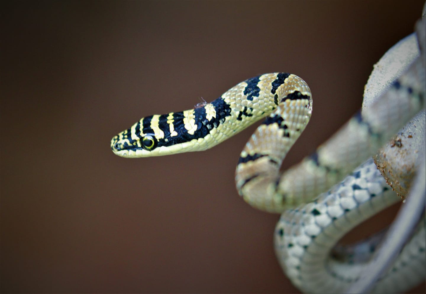 17-enigmatic-facts-about-sri-lankan-flying-snake