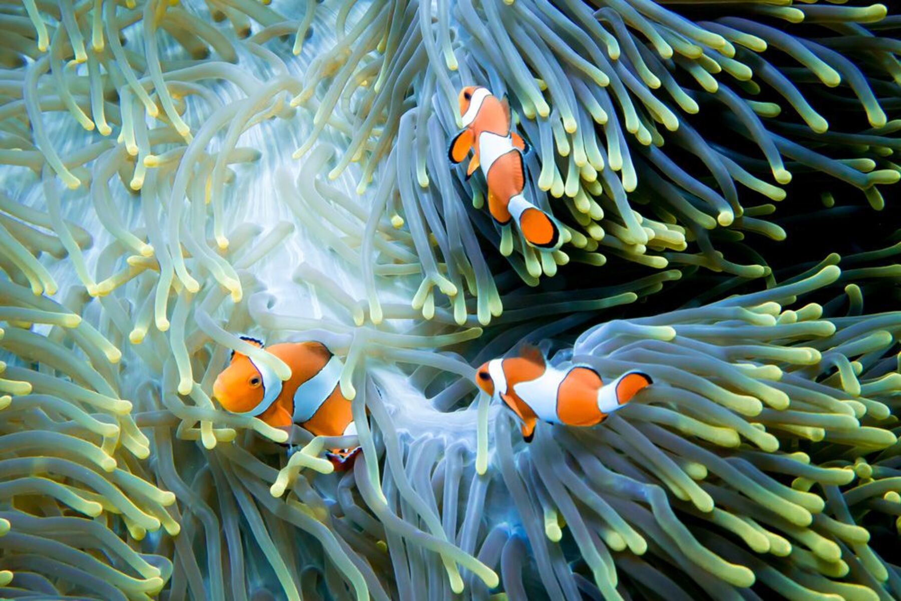17-enigmatic-facts-about-three-reefs