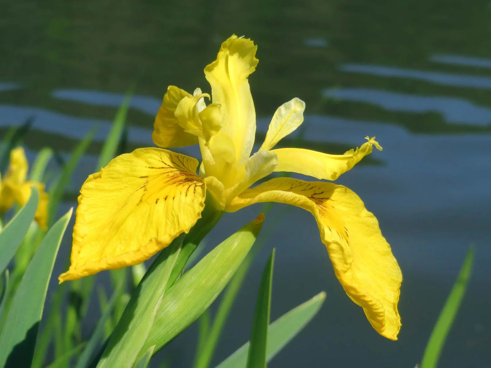 17-enigmatic-facts-about-yellow-flag-iris