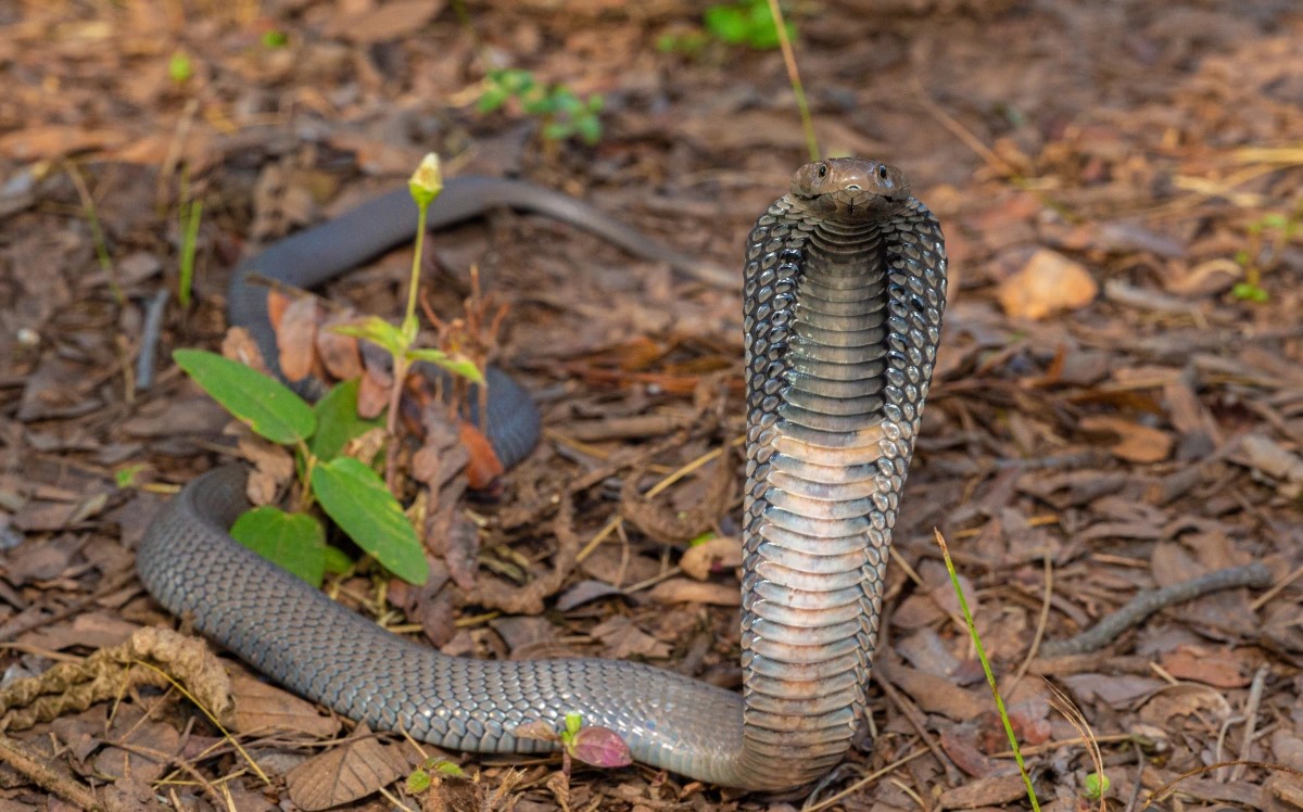 Naja porphyrica, Print, Naja is a genus of venomous elapid snakes known as  cobras. Several other genera include species commonly called cobras (for  example the ring-necked spitting cobra and the king cobra)