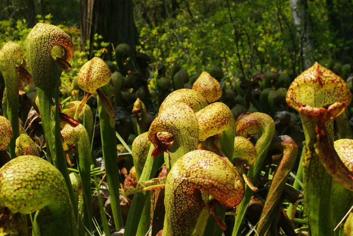 17-extraordinary-facts-about-cobra-plant