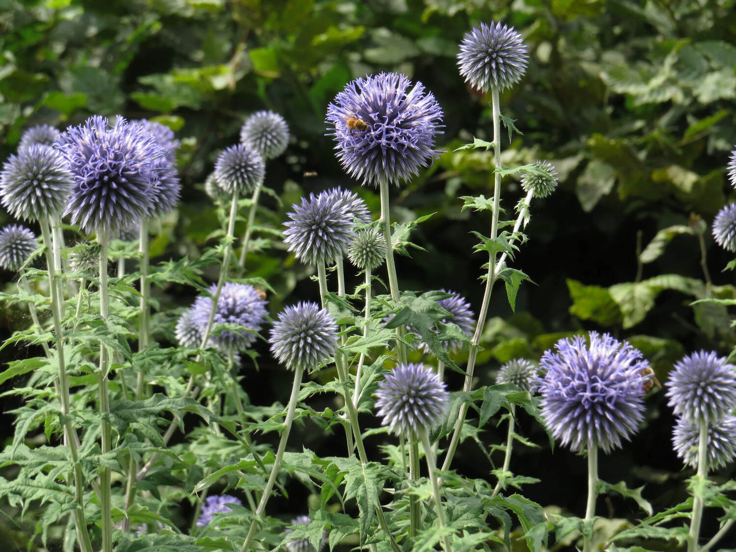 17-extraordinary-facts-about-globe-thistle