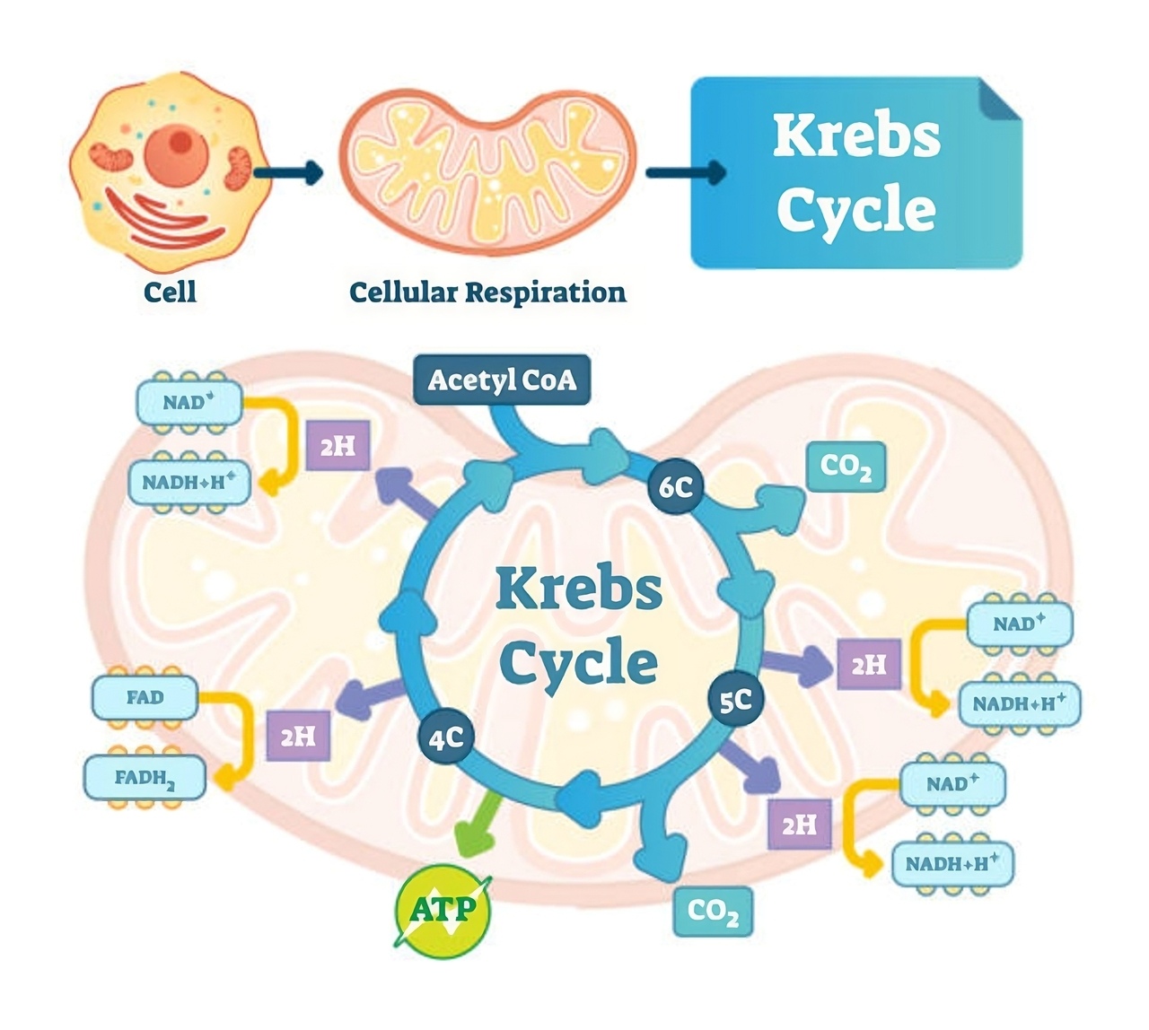 road map of cellular respiration