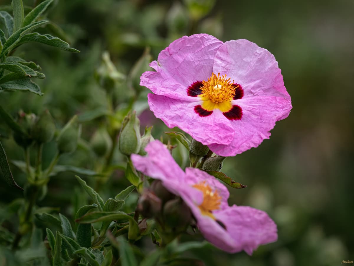17-extraordinary-facts-about-rock-rose