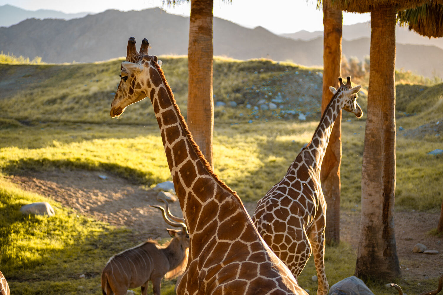 17-extraordinary-facts-about-the-living-desert-zoo-and-gardens