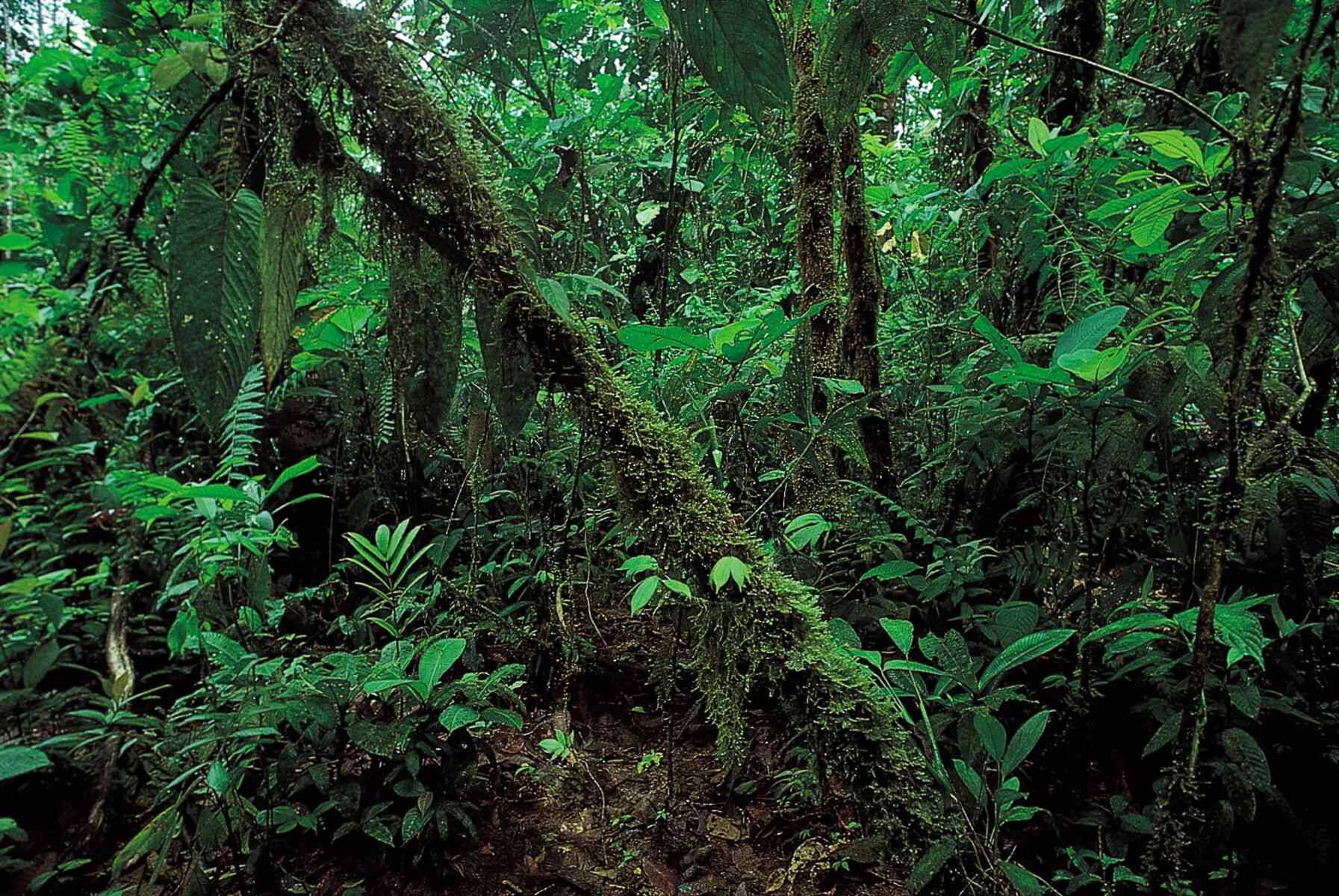 17-extraordinary-facts-about-tropical-rainforest