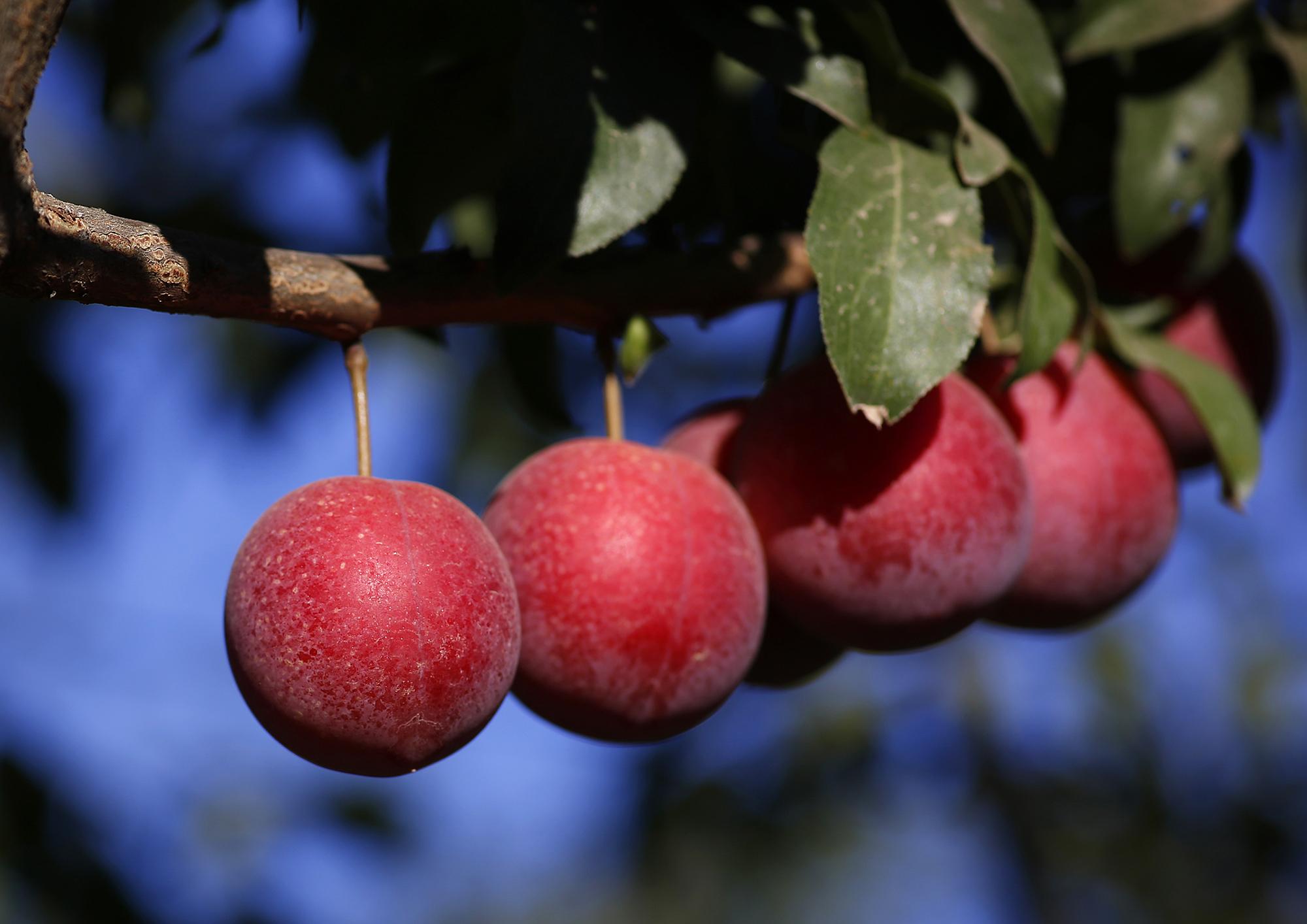 17-facts-about-cherry-plum