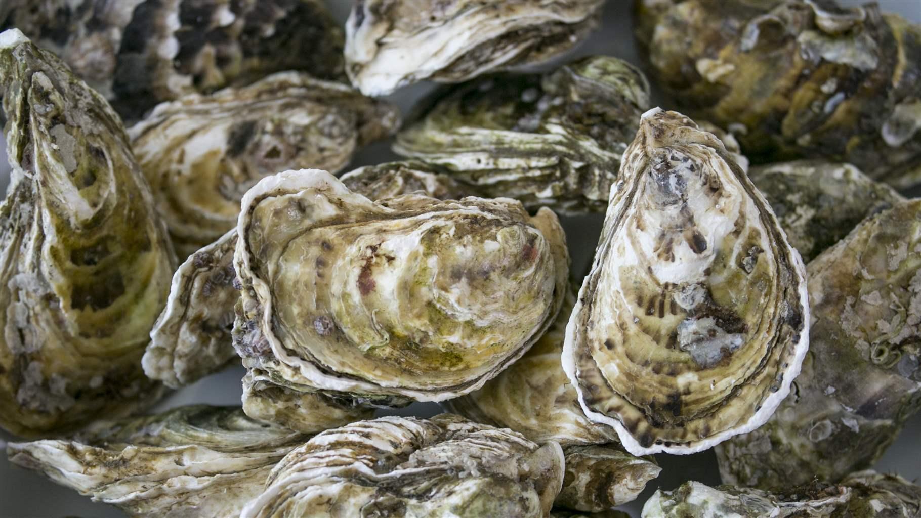 17-facts-about-oysters