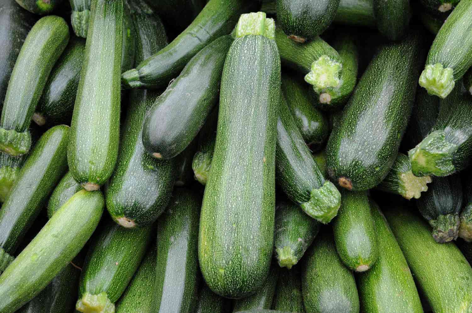 17-facts-about-zucchini