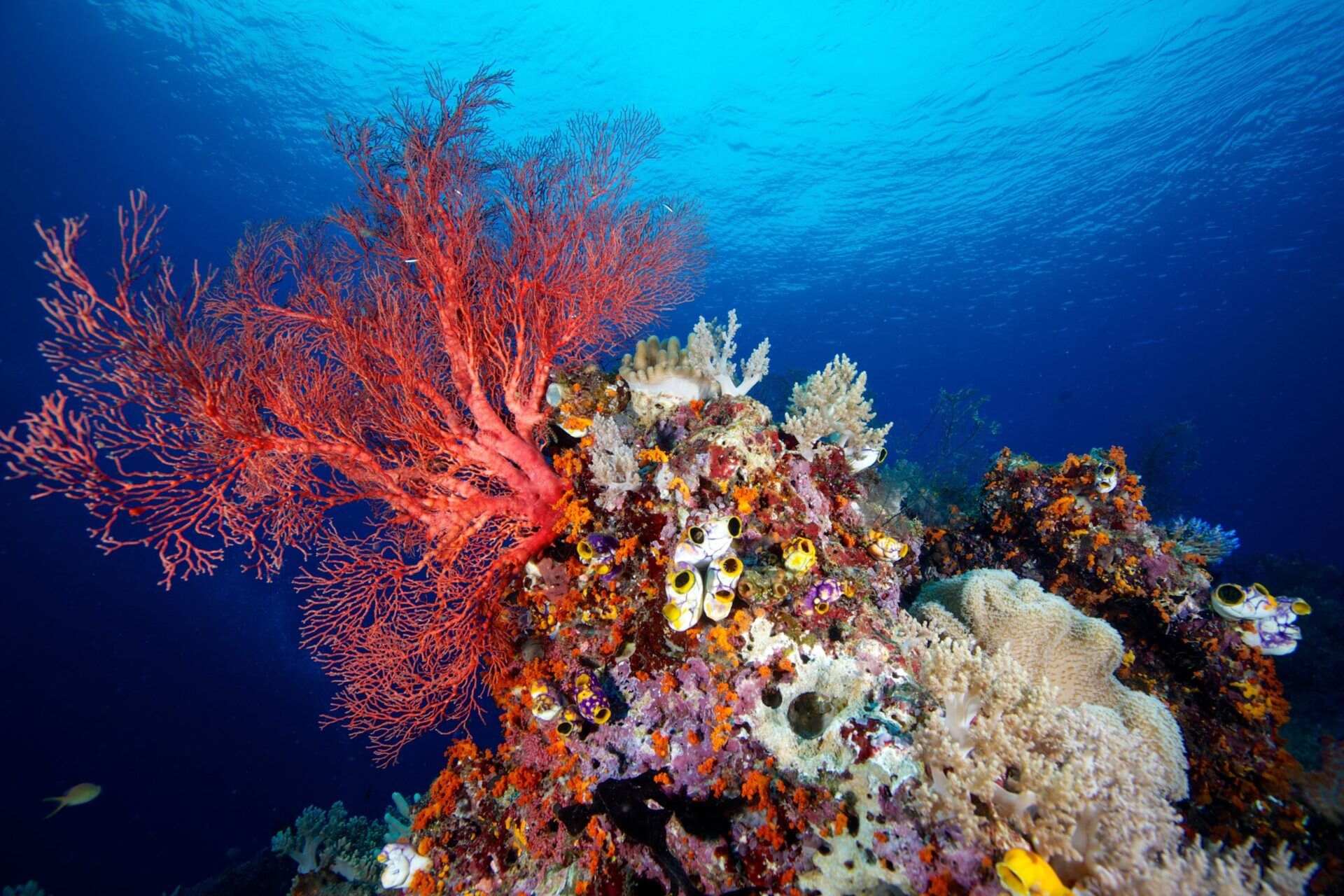 17-fascinating-facts-about-apo-reef