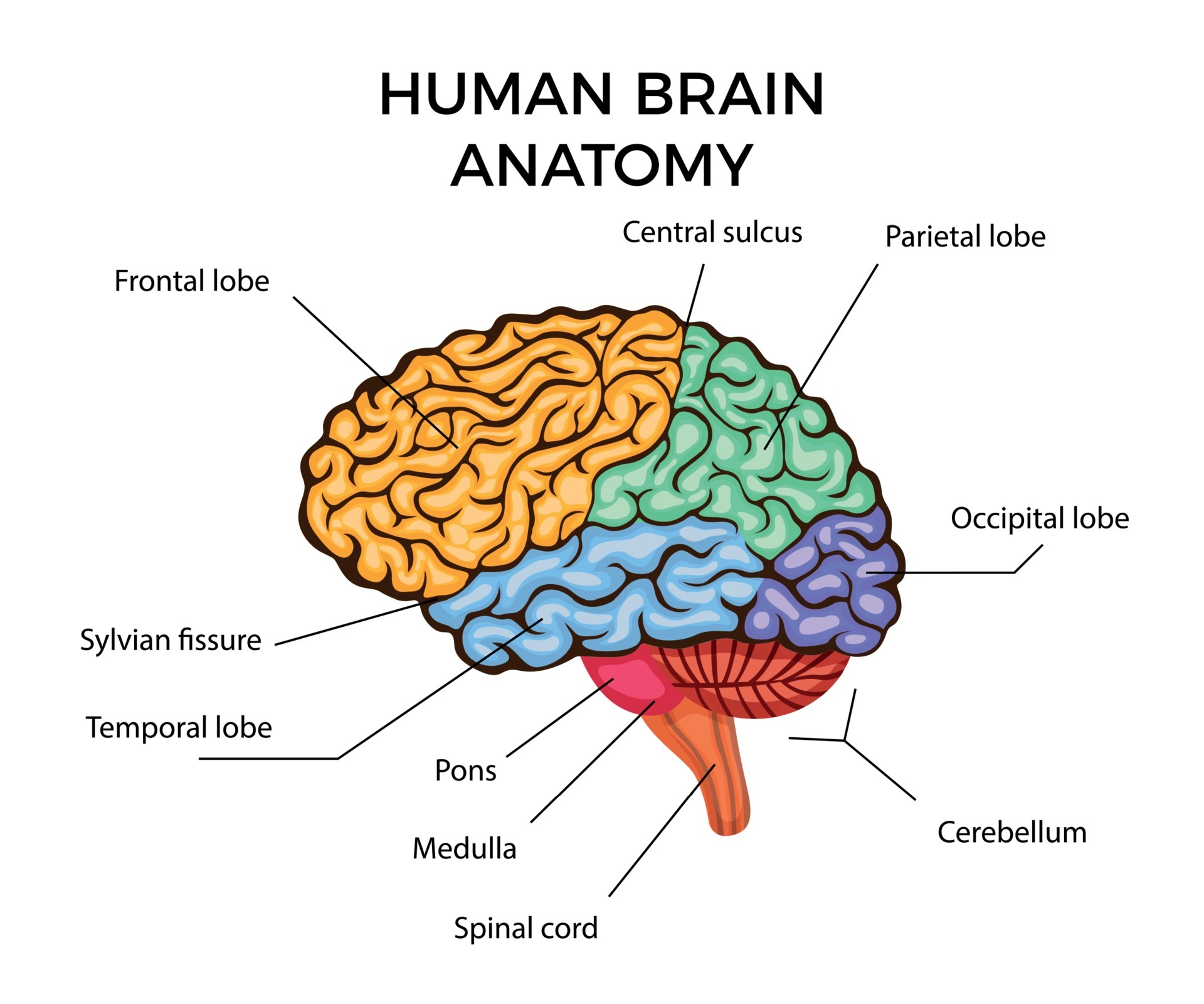 17-fascinating-facts-about-brain-anatomy