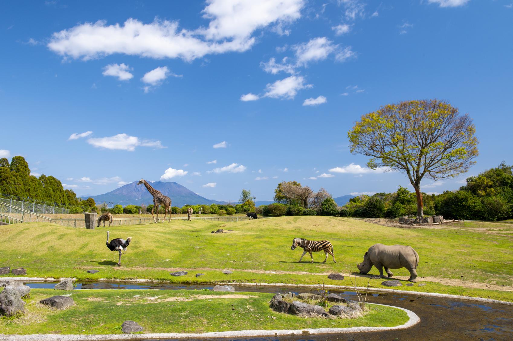 17-fascinating-facts-about-hirakawa-zoo