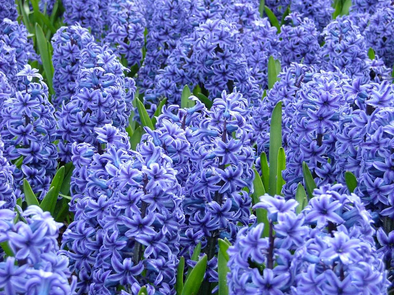 17-fascinating-facts-about-hyacinth