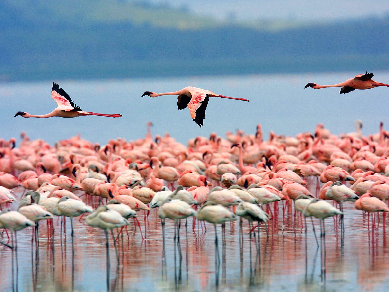 17-fascinating-facts-about-lake-nakuru