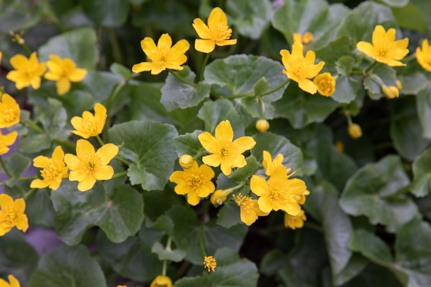 17-intriguing-facts-about-marsh-marigold