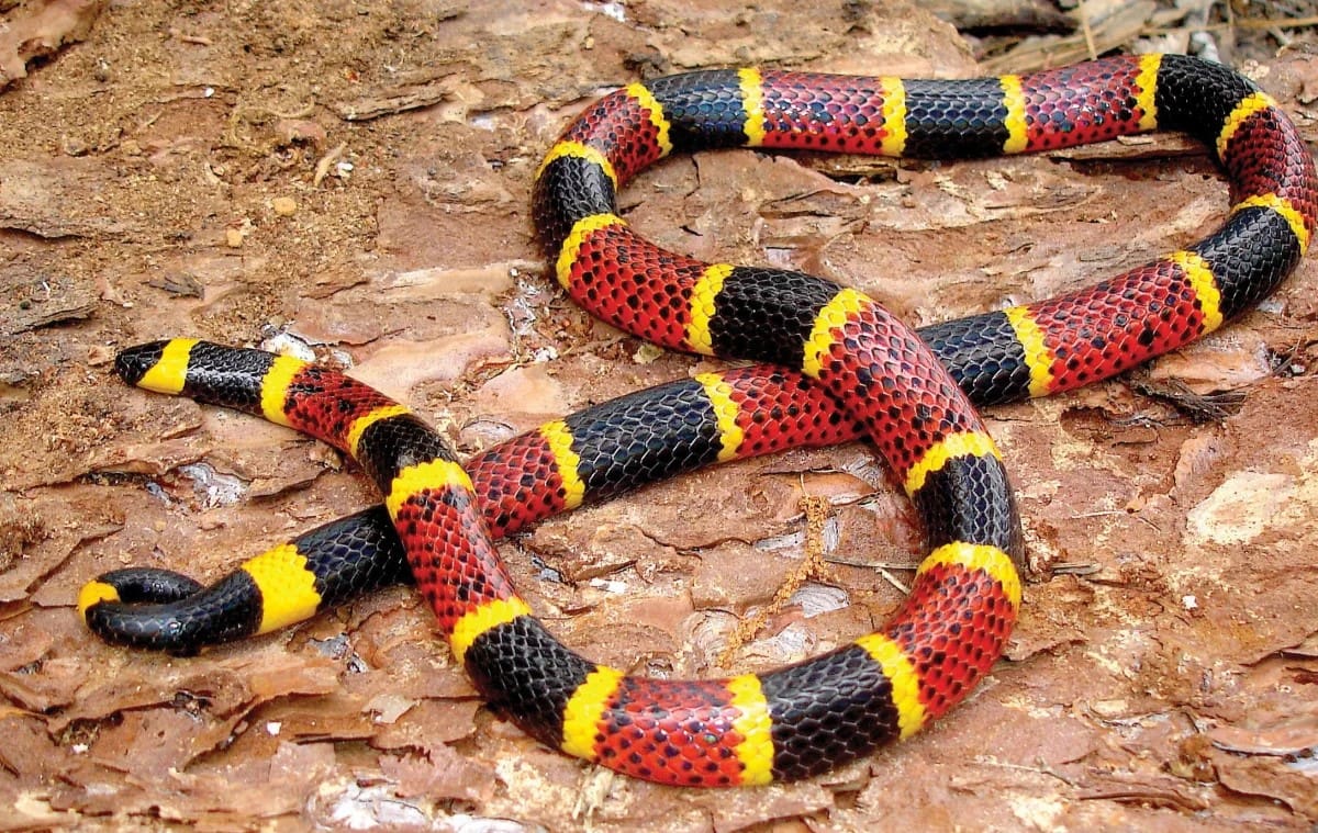17-intriguing-facts-about-texas-coral-snake