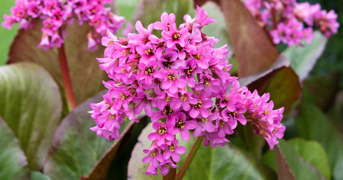 17-mind-blowing-facts-about-bergenia