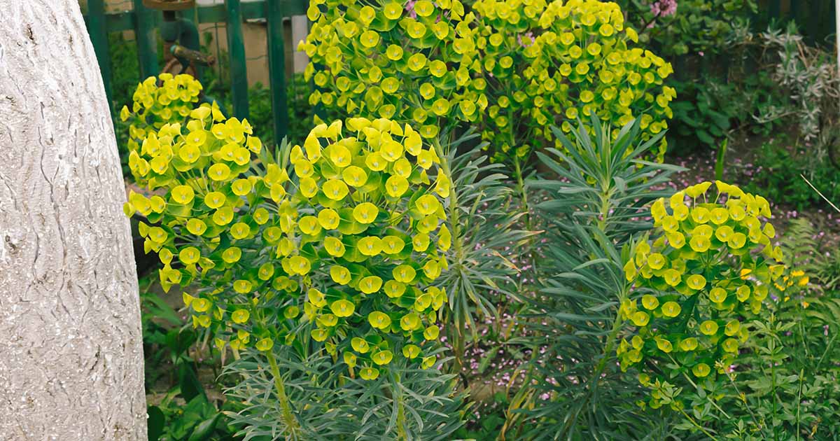 17-mind-blowing-facts-about-euphorbia