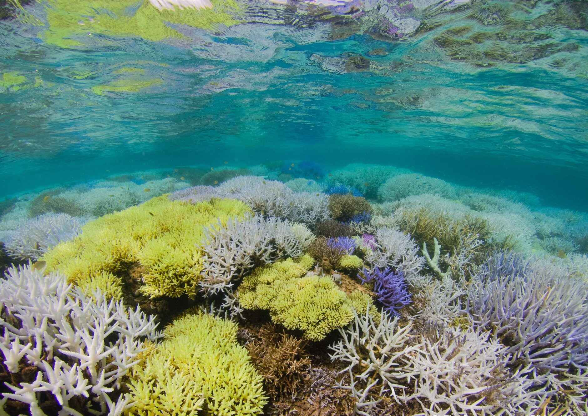 17-mind-blowing-facts-about-new-caledonia-barrier-reef