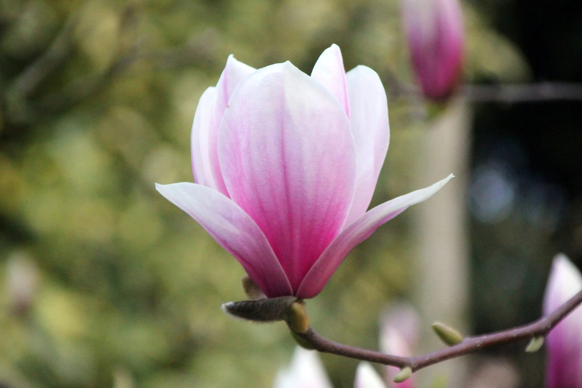 17-surprising-facts-about-magnolia