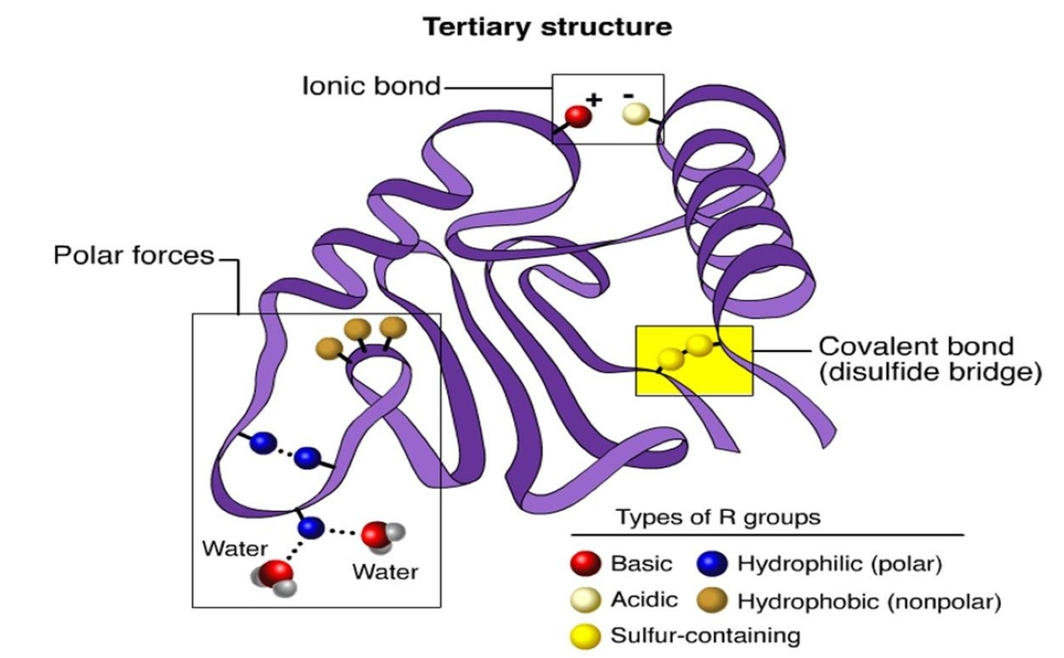 17-surprising-facts-about-tertiary-structure