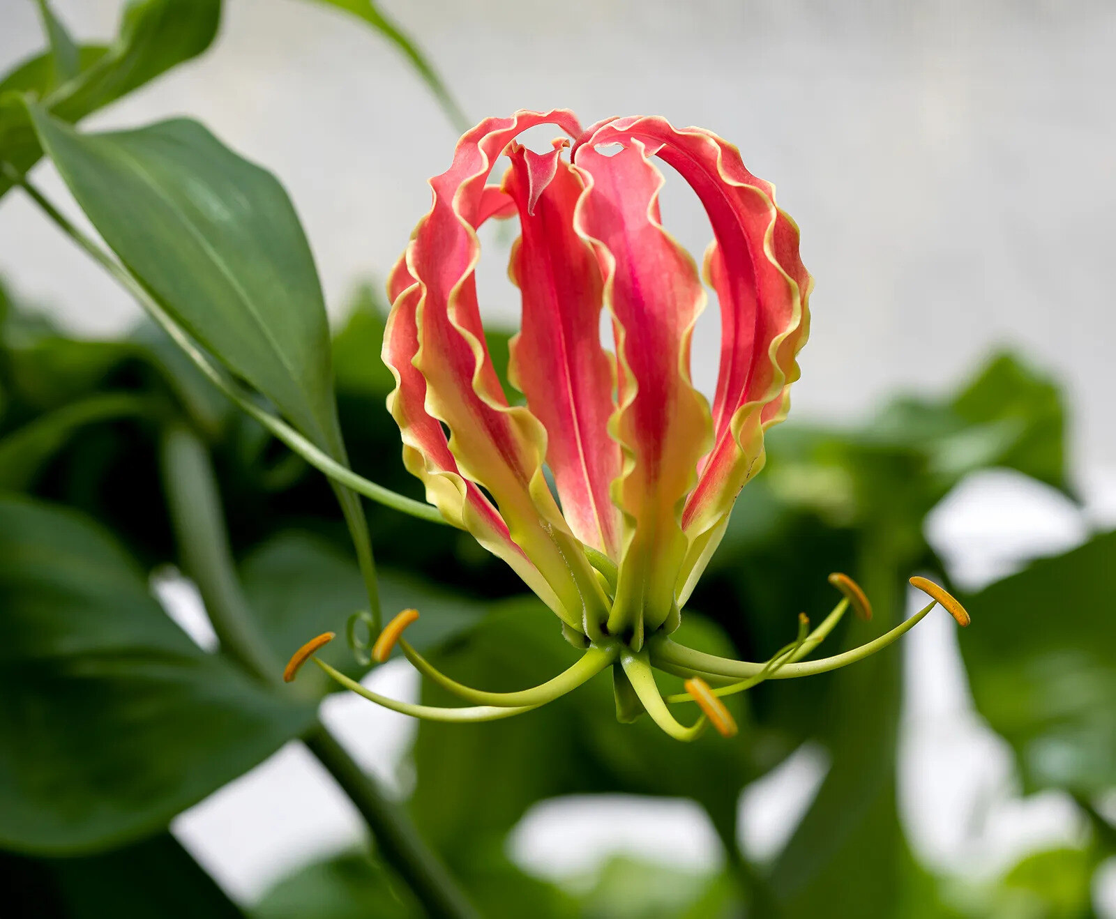 18-astonishing-facts-about-gloriosa-lily