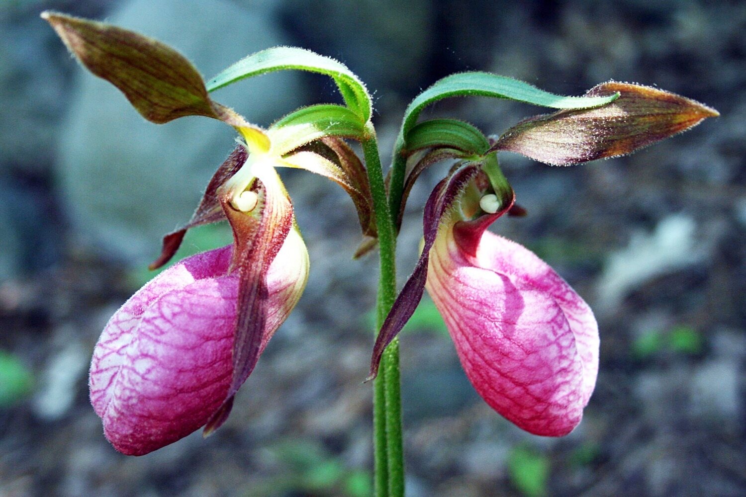 18-astonishing-facts-about-ladys-slipper-orchid
