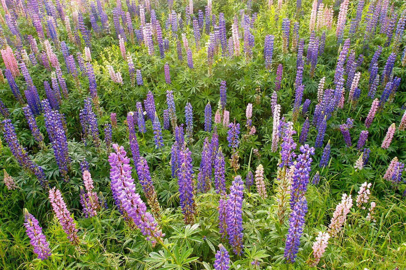 18-astonishing-facts-about-lupine