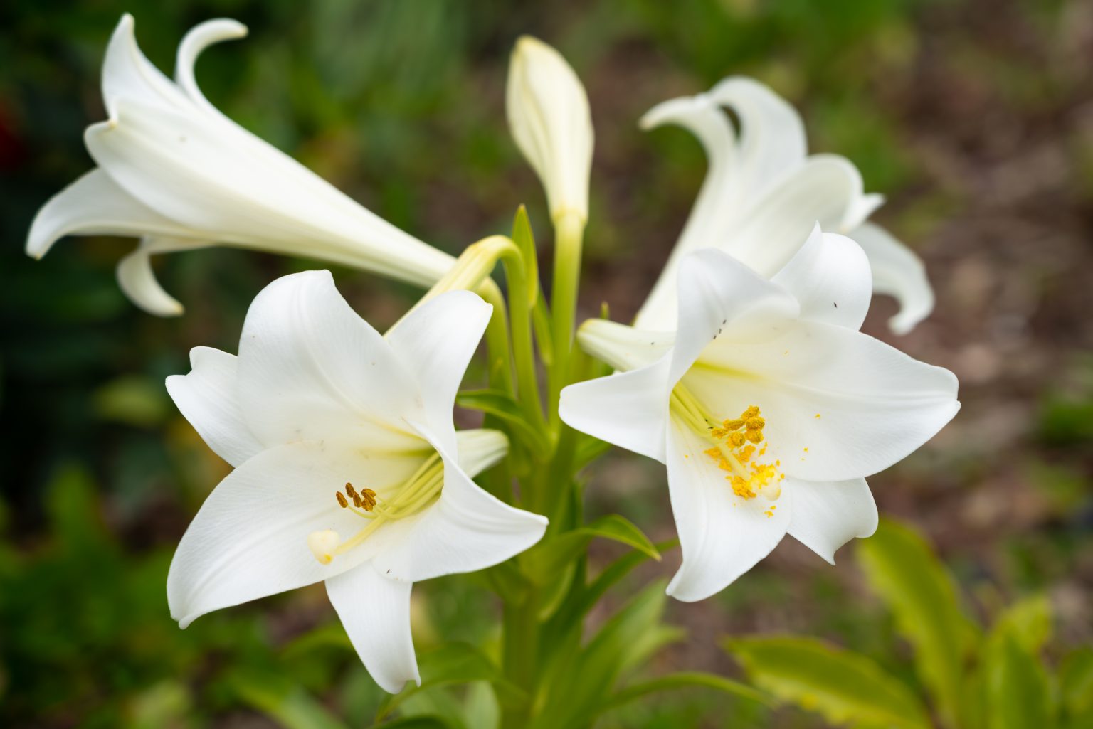 18-astonishing-facts-about-madonna-lily