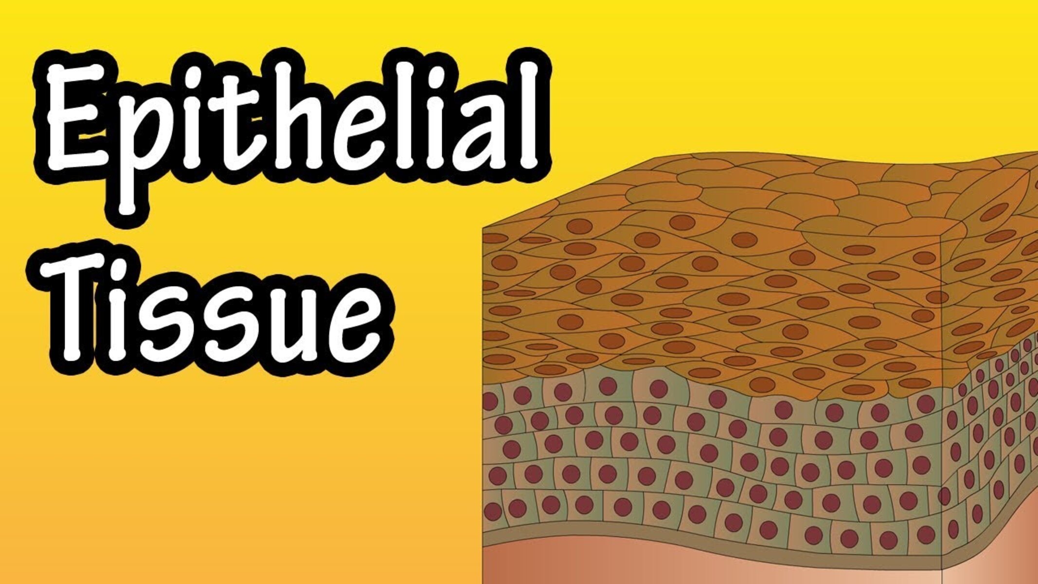 18-astounding-facts-about-epithelial-tissues