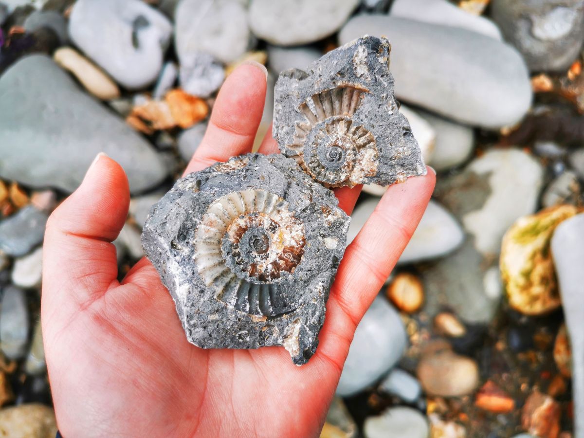 18-astounding-facts-about-fossil-hunting