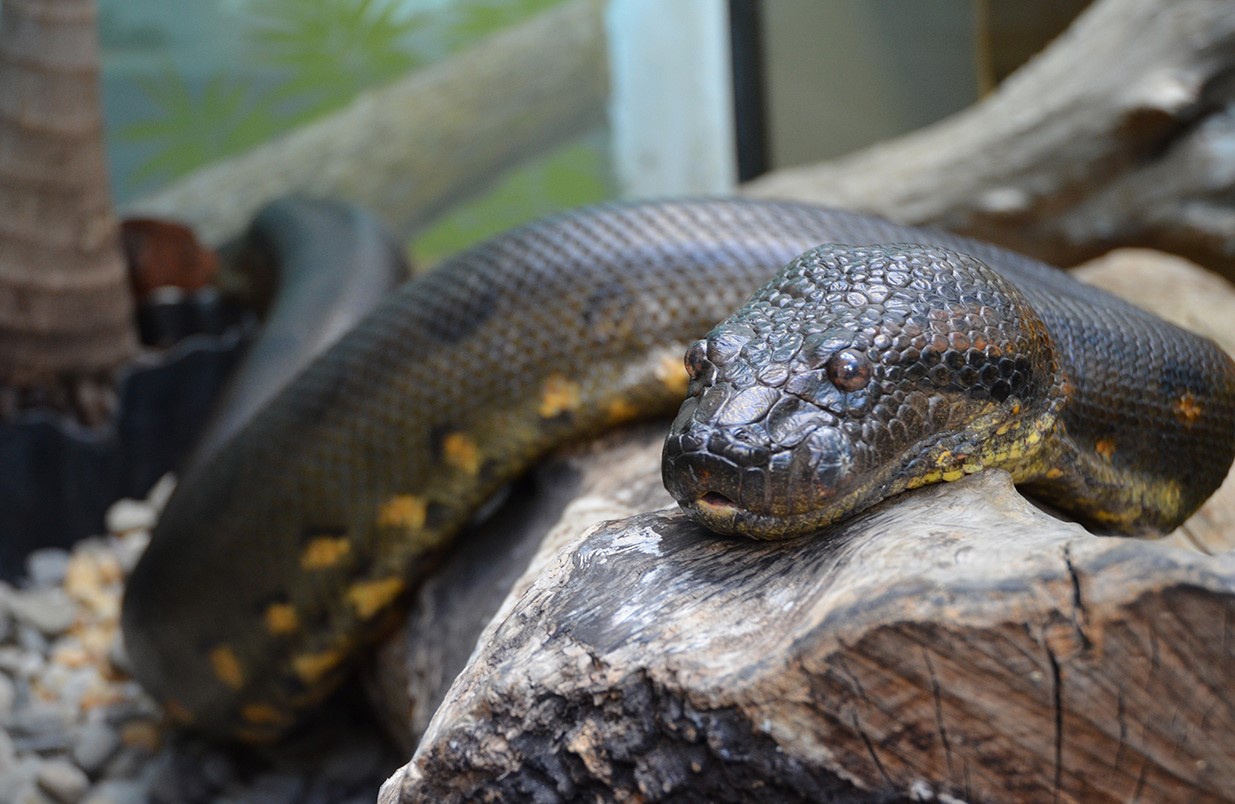 18-astounding-facts-about-green-anaconda