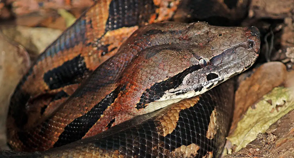 18-astounding-facts-about-ground-boa