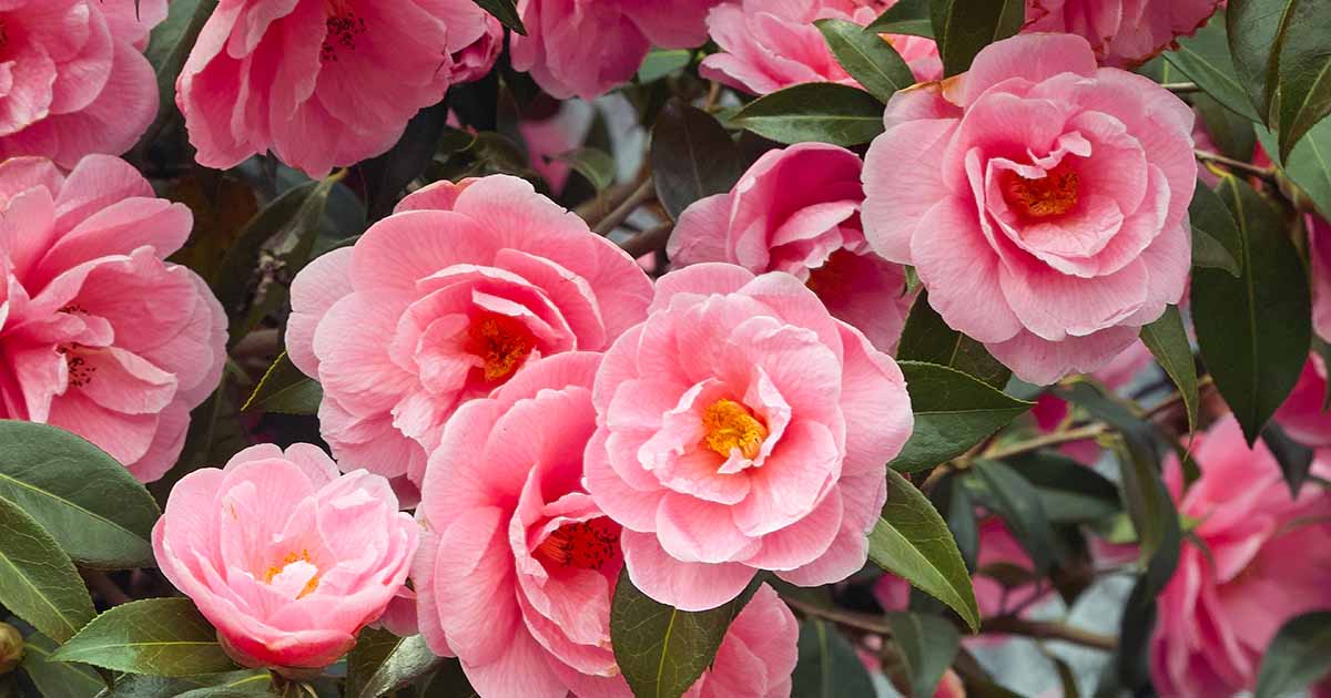18-captivating-facts-about-camellia